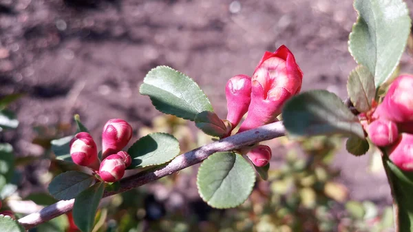 赤やピンクの花芽を咲かせます 手を触れずに写真 人生は続く — ストック写真