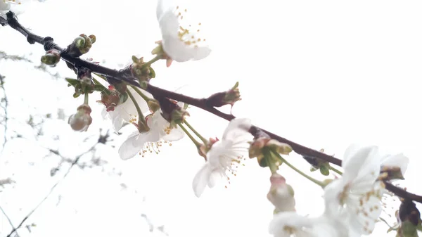 Blooming Bright White Pink Flowers Sour Cherry Tree White Day — Stock Photo, Image