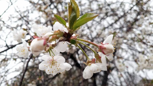 雨の後は白い空に白い桜の花を咲かせます 手を触れずに写真 白地にサワーチェリーの枝 人生は続く — ストック写真