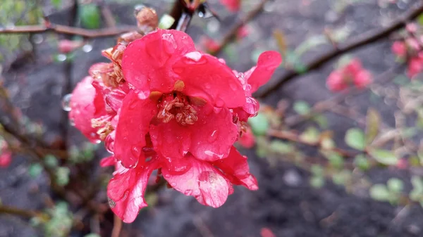 梅雨時に 鮮紅色や桃色の花を咲かせます ウクライナでの生活は戦争にもかかわらず続きます 手を触れずに写真 人生は続く — ストック写真