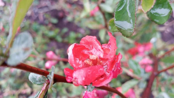 梅雨時に 鮮紅色や桃色の花を咲かせます 手を触れずに写真 人生は続く — ストック写真
