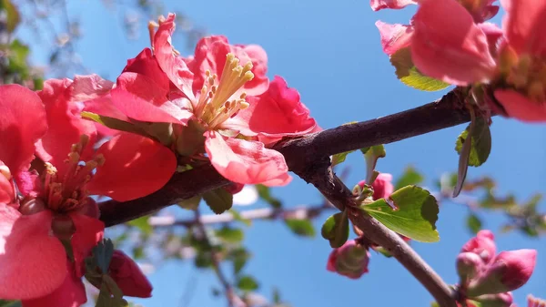 Ramas Membrillo Japonés Chaenomeles Sobre Fondo Cielo Nubes Foto Sin — Foto de Stock