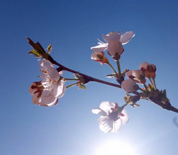 Die Sonne Ist Die Leuchtend Weißen Und Rosafarbenen Blüten Der — Stockfoto