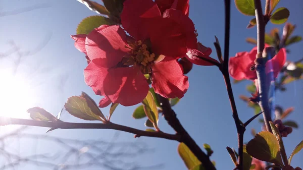 Sun Tangled Bright Red Pink Flowers Japanese Quince Chaenomeles Photo — Stock Photo, Image