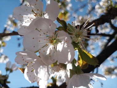 Güneş kirazın parlak kırmızı ve pembe çiçeklerine dolanmış. Savaşa rağmen Ukrayna 'da hayat devam ediyor! Rötuş yapmadan fotoğraf. Hayat devam ediyor.!