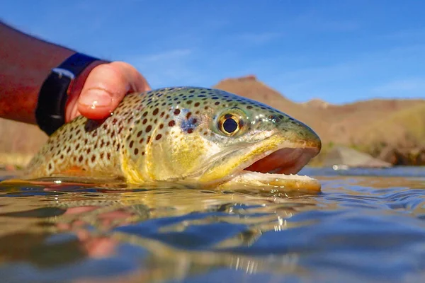 Truite Brune Sauvage Capturée Relâchée Sur Rivière Owyhee Oregon — Photo