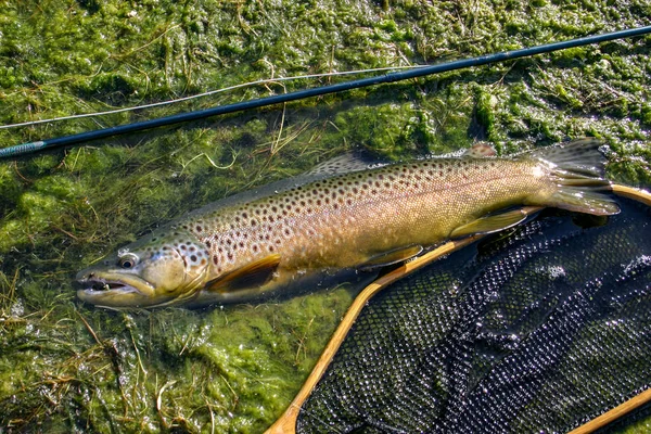 Truite Brune Sauvage Capturée Dans Est Oregon États Unis — Photo