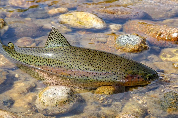 Wilde Einheimische Regenbogenforelle — Stockfoto