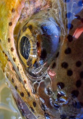 vahşi Gökkuşağı alabalığı makro fotoğraf