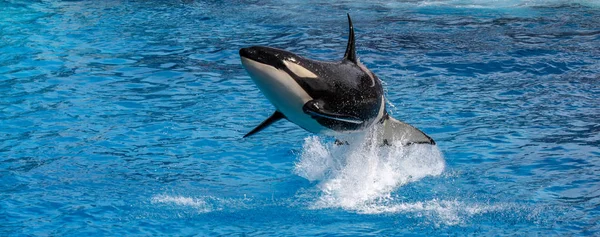 Orca Whale Skoki Oceanu — Zdjęcie stockowe