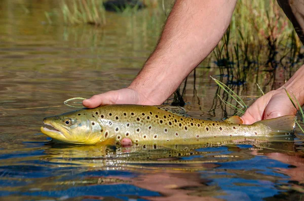 Vad Sebes Pisztráng Fogott Kelet Oregon Amerikai Egyesült Államok — Stock Fotó