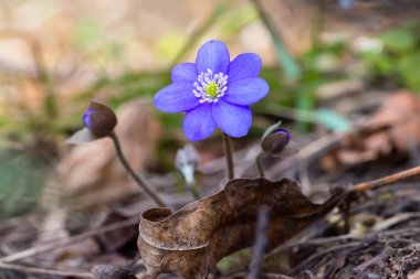 Orman çiçek mavi yaprakları ile