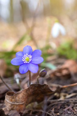 Orman çiçek mavi yaprakları ile
