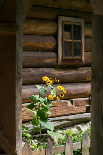 Yellow flowers on the background of a wooden house — Stock Photo, Image