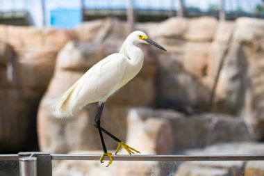 Taş zemin üzerine Hayvanat Bahçesi'nde ak balıkçıl