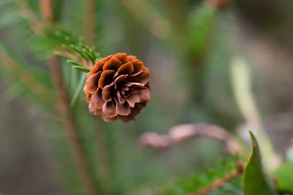 Small cones on the branch — Stock Photo, Image