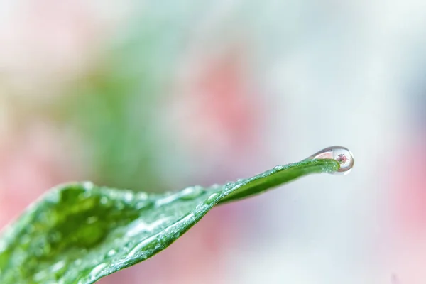 Dew on a leaf, a drop of water — Stock Photo, Image