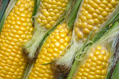 Kırsal ahşap masadaki koçanlarda taze mısır, yakın plan.,