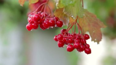 Kartopu, kartopu bir yağmur sonra bir dalı