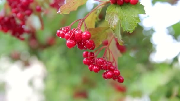 Viburnum, um ramo de um viburno depois de uma chuva — Vídeo de Stock