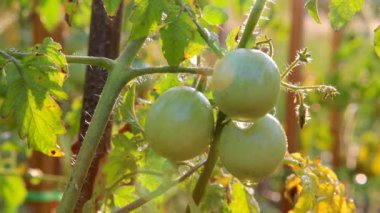 Domates, yeşil domates bahçede. domates sulama