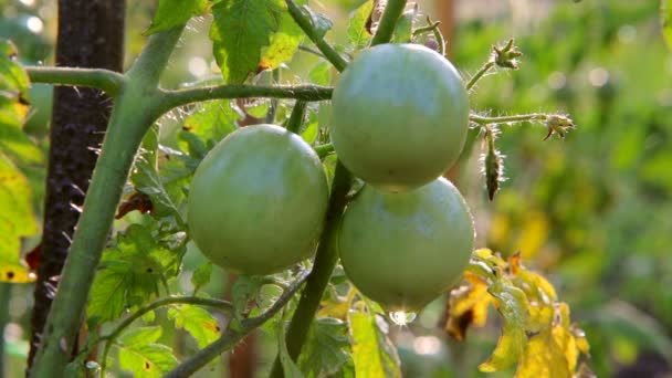 Tomaten, groene tomaten in de tuin. drenken van tomaten — Stockvideo