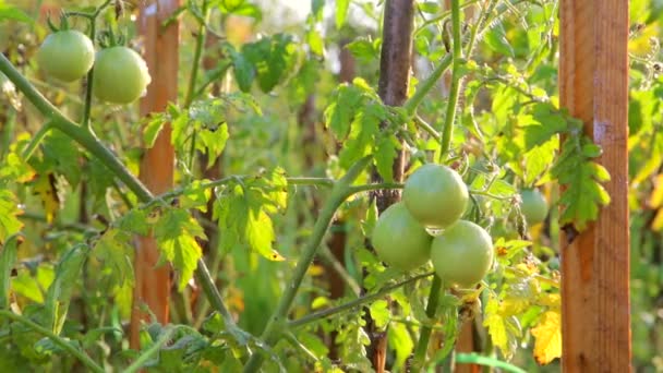 Tomater, gröna tomater i trädgården. Vattning tomater — Stockvideo