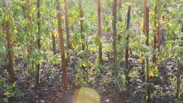 西红柿、 绿番茄花园。浇水的西红柿 — 图库视频影像