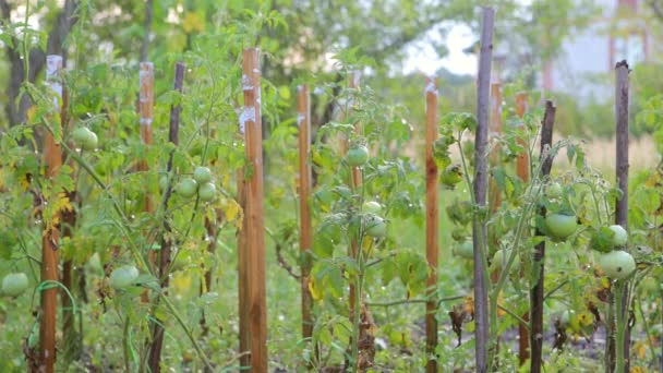 Tomates, tomates verdes no jardim. rega de tomates — Vídeo de Stock