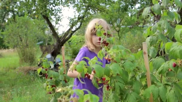 Het kind verzamelt frambozen — Stockvideo