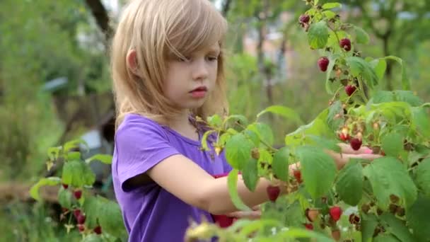 Het kind verzamelt frambozen — Stockvideo