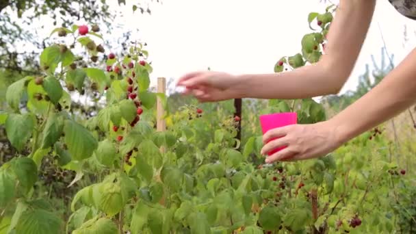 Frambozen, vrouw rijpe frambozen plukken in de tuin — Stockvideo