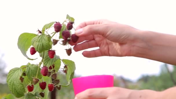 Lamponi, donna che raccoglie lamponi maturi in giardino — Video Stock