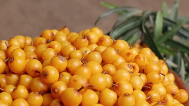 Buckthorn, bacche di olivello spinoso in una ciotola — Video Stock