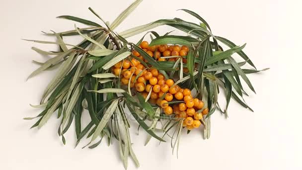Sea-buckthorn, sea-buckthorn branches on a white background, — Stock Video