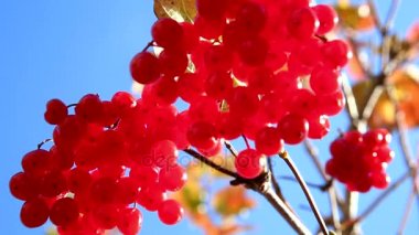 Kartopu, bir kartopu Şubesi