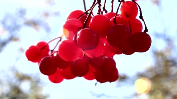 Viburnum, ein Zweig eines Viburnums — Stockvideo