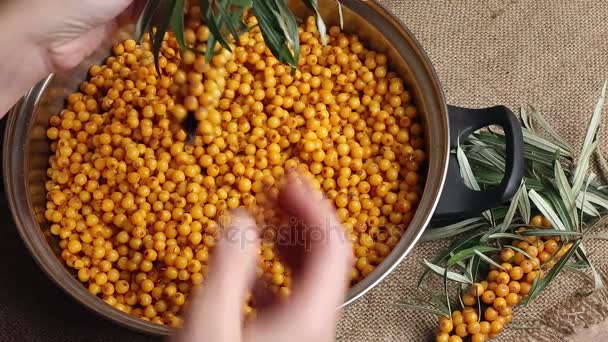 Buckthorn, Sea buckthorn berries in a bowl — Stock Video
