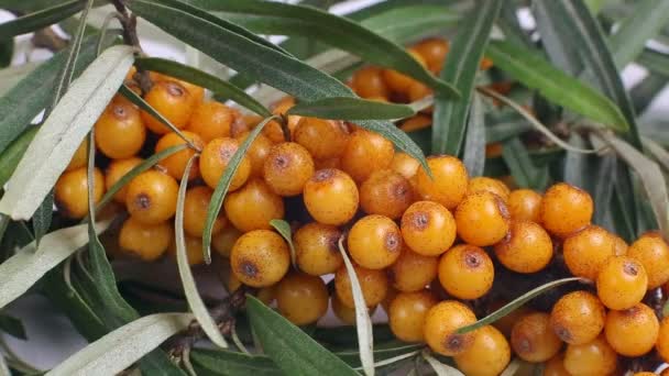 Sea-buckthorn, sea-buckthorn branches on a white background, — Stock Video