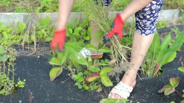 Mãos femininas rasgar ervas daninhas — Vídeo de Stock