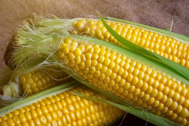 Kırsal ahşap masadaki koçanlarda taze mısır, yakın plan.,