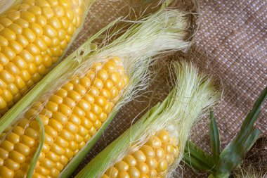 Kırsal ahşap masadaki koçanlarda taze mısır, yakın plan.,