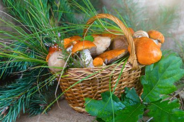 Orman mantar bir sepet içinde