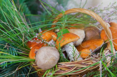 Orman mantar bir sepet içinde