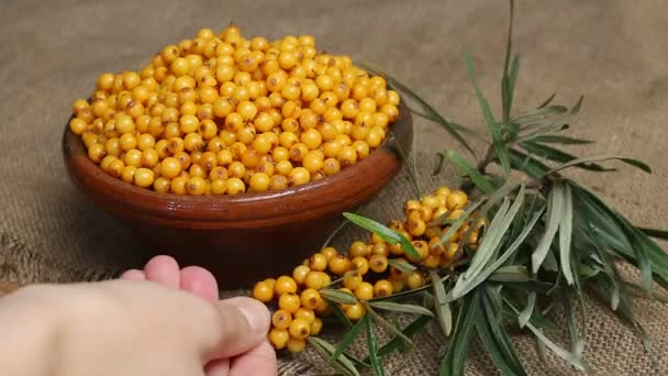 Sanddorn, Sanddornbeeren in einer Schüssel — Stockvideo