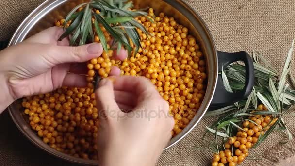 沙棘，沙棘浆果在一个碗里 — 图库视频影像