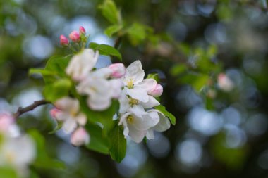 günbatımı alanında, elma çiçeği