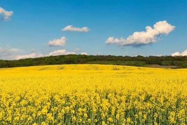 manzara, Ukraynalı yatay, alan, elma çiçeği günbatımı