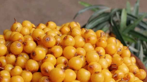 Frangula Alnus, Rhamnaceae, bobule rakytníku v misce — Stock video