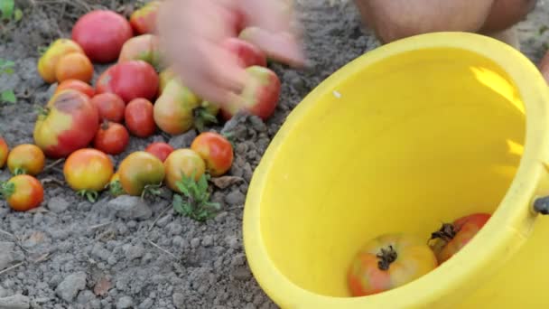 成熟したトマト野菜庭園有機トマト無料の遺伝子組み換え農業も自然 — ストック動画